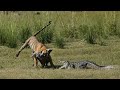 Tiger killing a Wild Boar and a Crocodile wants its share! October 2020 Ranthambore,India