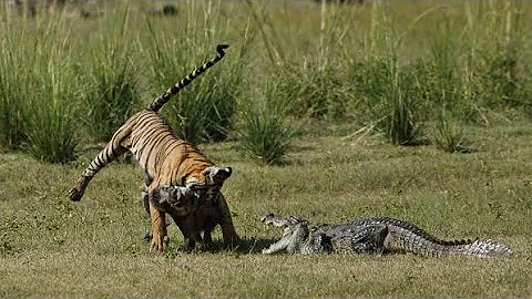 Tiger killing a Wild Boar and a Crocodile wants its share! October 2020 Ranthambore, India