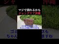 ジャングリア沖縄が危なそうだから今月行ってきます