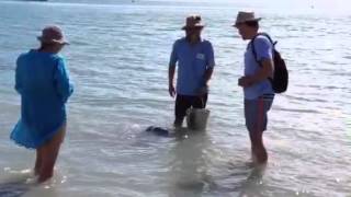 Feeding Dolphins 1, Monkey Mia, Wa