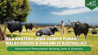BANTENG JAWA DIANGGAP HAMA DI AUSTRALIA!!!