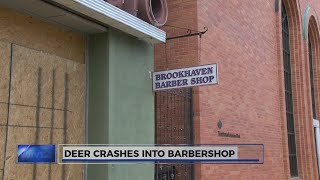 Deer Crash Into Brookhaven Barber Shop