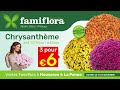 Des chrysanthmes de qualit chez famiflora