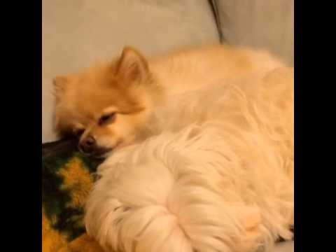 Pomeranian Dog Snores loud like Human 