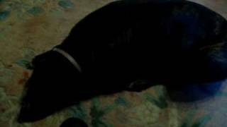 Babe, 6 Year Old Pit Bull, Female, Brindle