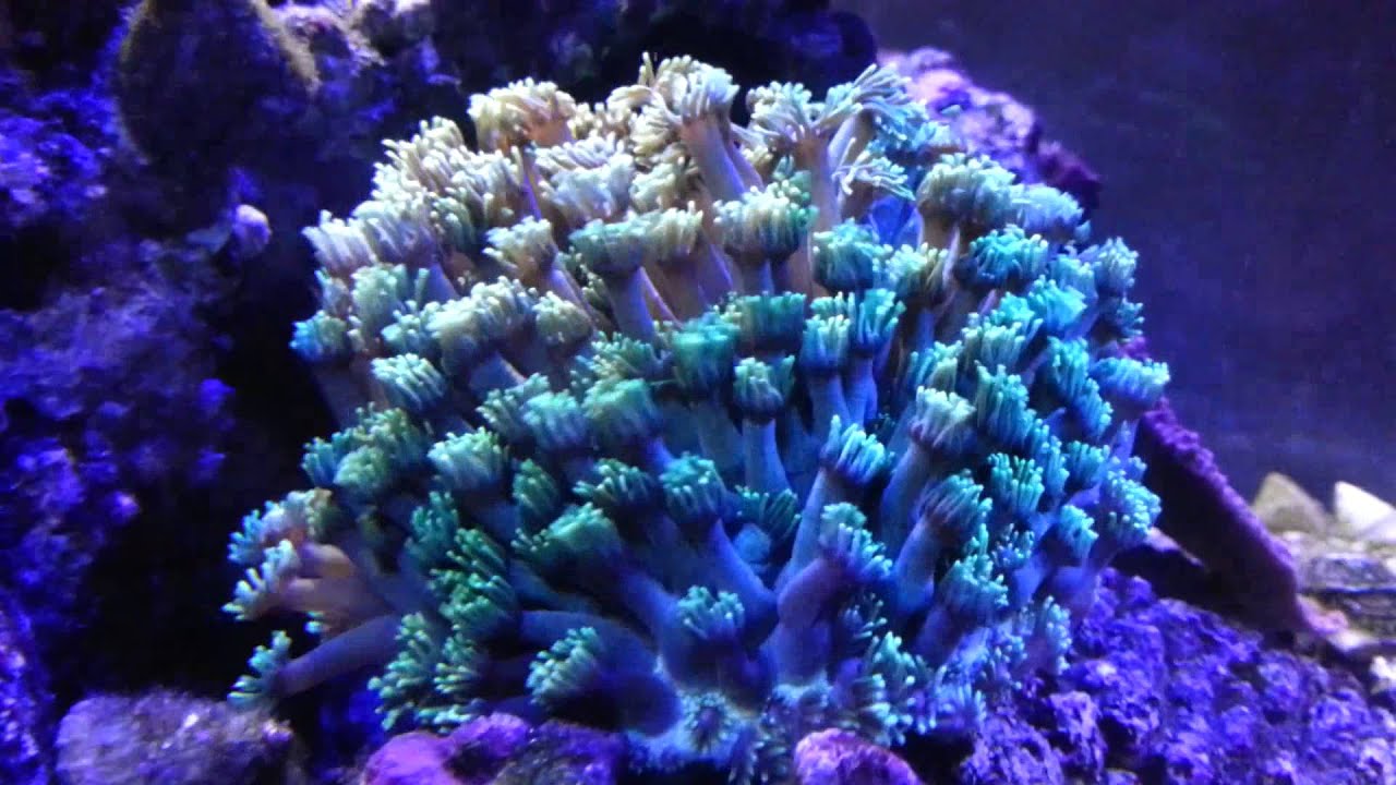 Flower Pot Coral (goniopora sp.) YouTube