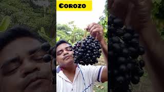 conoce el Corozo