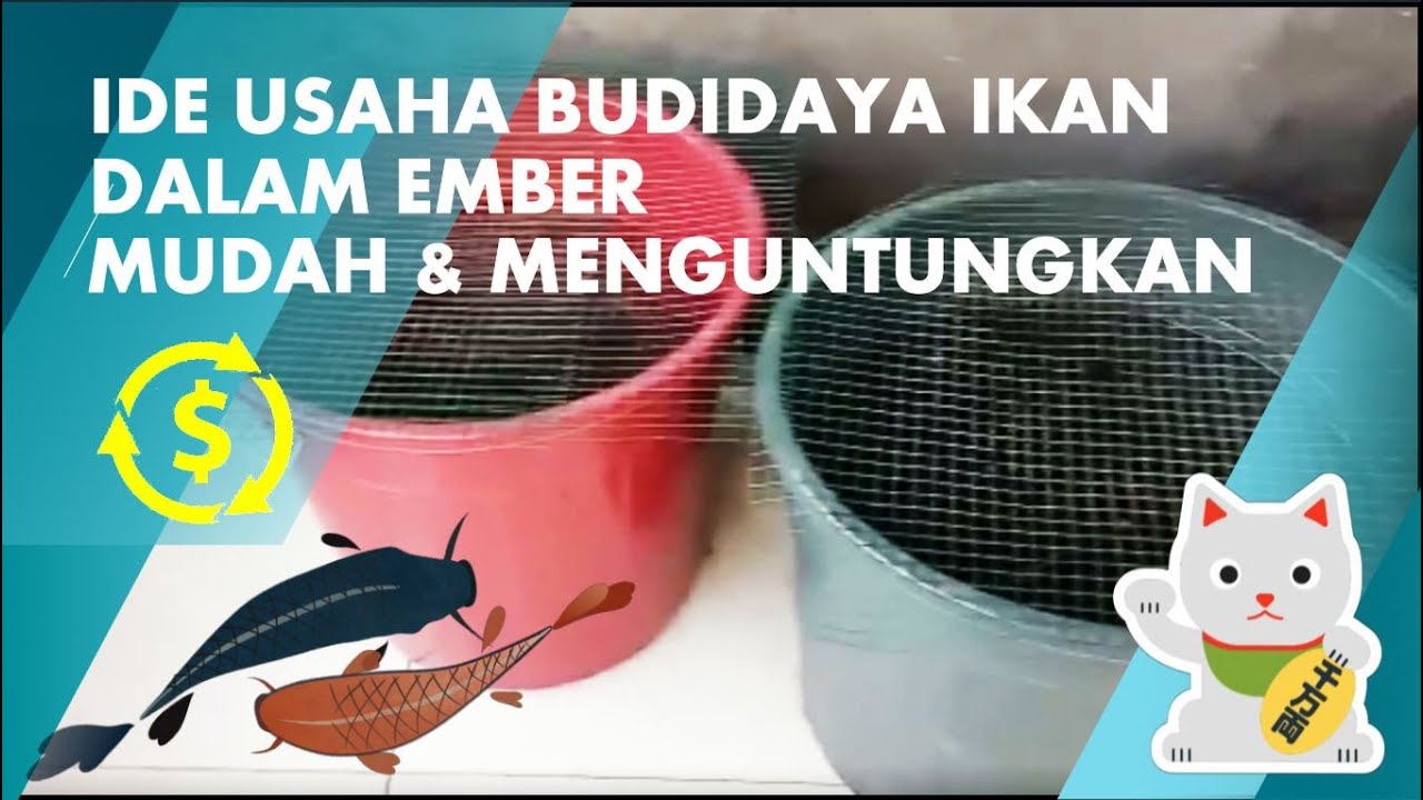 BUDIDAYA IKAN LELE DALAM EMBER, siapapun bisa langsung praktek. 