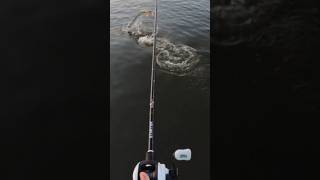 SUBSCRIBE for Episode 2! #pikefishing #pike #dontflop #pikefishing #blowup