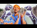 Blippi&#39;s Penguin Song! | Blippi Educational Videos for Kids