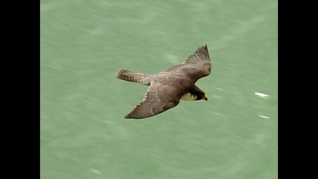 peregrin falcon feathers peregrin falcon feathers