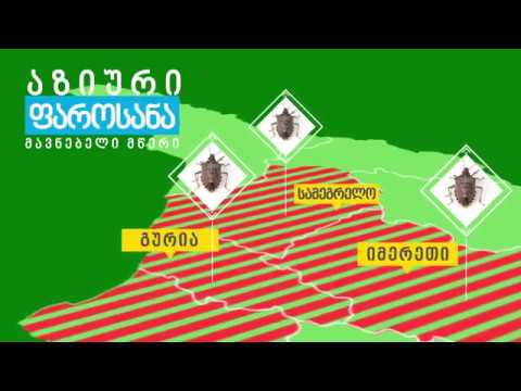 აზიური ფაროსანა