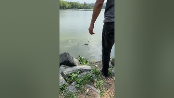 Câu cá mè hồ ngũ phúc