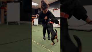 Jagdterrier Bitework