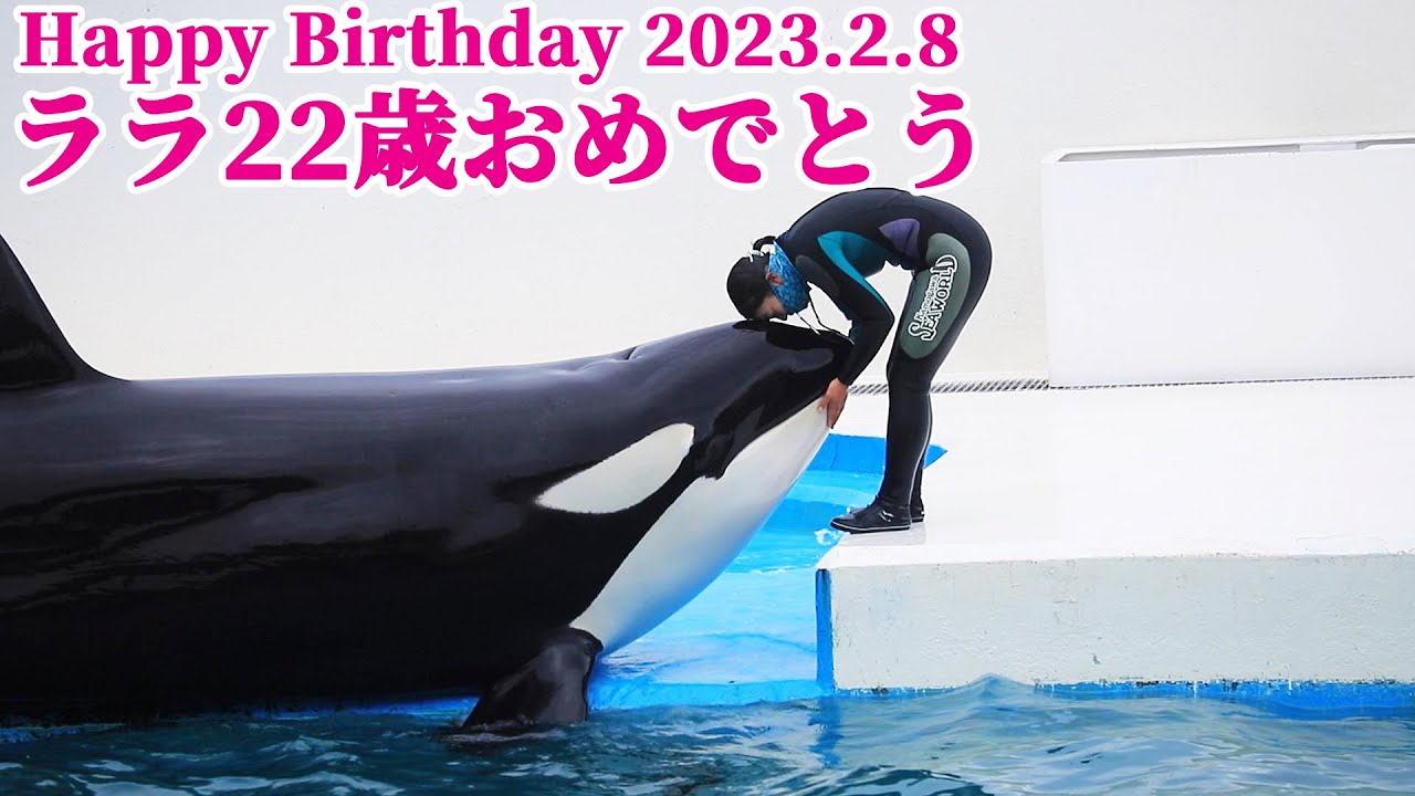 ララ22歳誕生日おめでとう Happy Birthday 鴨川シーワールド シャチ Kamogawaseaworld Youtube