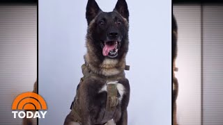 Hero Dog Injured In Al-Baghdadi Raid: Unnamed, But Not Unsung | TODAY Resimi