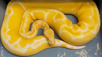 BALL PYTHON PAIRINGS FOR 2025/2026 BREEDING SEASON. TRIPLE RECESSIVE PROJECT IN COMING 