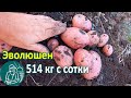 Эволюшен в жарком климате от посадки до уборки урожая 🥔 Выращивание картофеля 🌿 Опыт Гордеевых