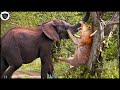 Lion Must Receive Catastrophic Failure When He Subjectively Attack Elephant || Wild Animal Attack