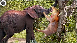 Lion Must Receive Catastrophic Failure When He Subjectively Attack Elephant || Wild Animal Attack