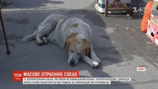 20 тисяч гривень за інформацію про отруєних собак пропонують у Ніжині 20 тисяч гривень за інформацію про отруєних собак пропонують у Ніжині