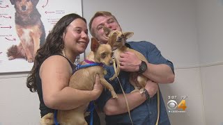 Pets & Pet Owners Find Their Matches At Nationwide Adoption Event