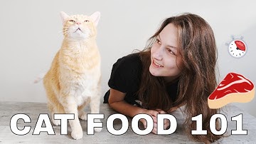 Cat Food 101: What, When, & How Much to Feed Your Cat