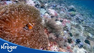 Meet the Fisherman - Tuna | Sustainability | Kroger