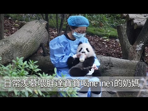 《熊貓早晚安》日常羨慕喂胖達寶寶喝neinei的奶媽  | iPanda