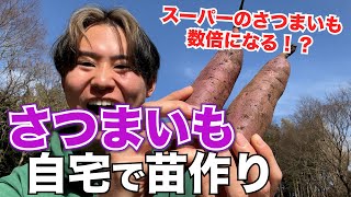 【こんなに簡単】自宅で簡単に芋の苗を増やす方法伝授します