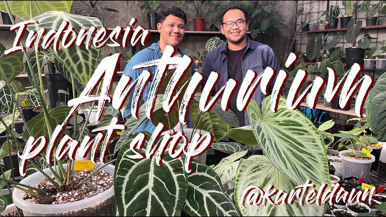 Karteldaun | Магазин редких растений антуриум в Индонезии — экскурсия с основателем!