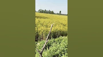 land sale sitapur mahmudabad 50 bigha pakka besura gao rate 12 lakh rs bigha call 8009835546#short#