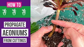 How to propagate Aeoniums from cuttings  Easy + results