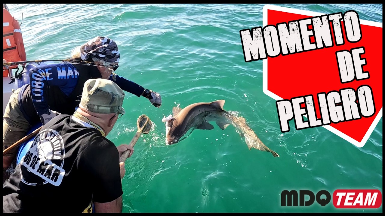 PESCAMOS UN GRAN TIBURON QUE TAN PELIGROSO PUEDE SER mdqteam en accion