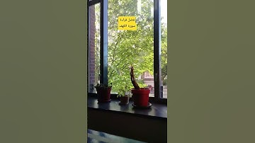 #اكسبلور #تصويري #قرآن #تيك_توك #يامهموم_تعال_اسمع #سورة_الكهف #اللهم_صل_وسلم_على_نبينا_محمد