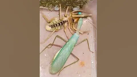 Camel Spider Vs Praying Mantis