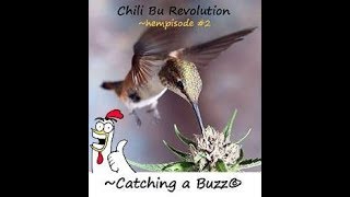 Chili Bu Revolution ~hempisode #2 ~Catching a Buzz©