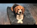 When Dogs Dont Want To Be Dogs Anymore  Funniest Animal Videos