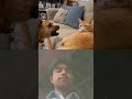 Cat Pets Animals Cutedog Jimcorbettwildlifeandnatureview Funny Lifeisbutadream