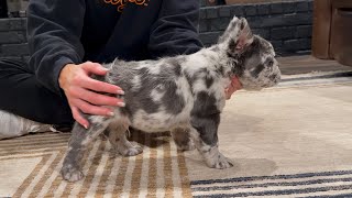 Fluffy frenchies at ten weeks 