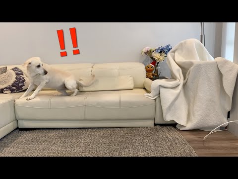 sneaking-in-without-my-dog-knowing⎮blanket-prank