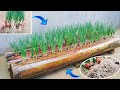 Idea of ​​​​growing onions on a banana tree without using soil | Growing big, fat green onions