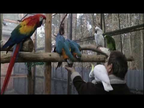 papageien---zu-laut,-zu-langlebig---die-wegwerfvögel