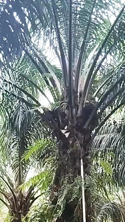 panen sawit sedang pakai ketajaman poton awis #shorts