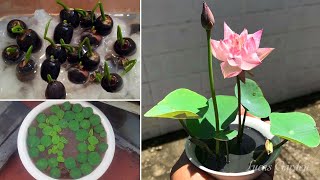 How to grow mini lotus in pots - Plant lotus from seed