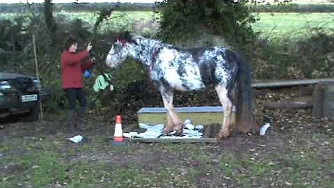 Horse Agility  Deborah Pitts & Pedro Dec 2011 Medium