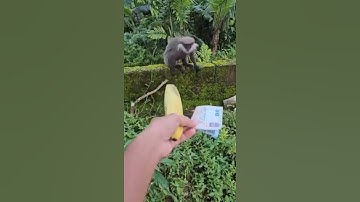 😁😁🤭😂 #trending #shortvideo#viral#reels