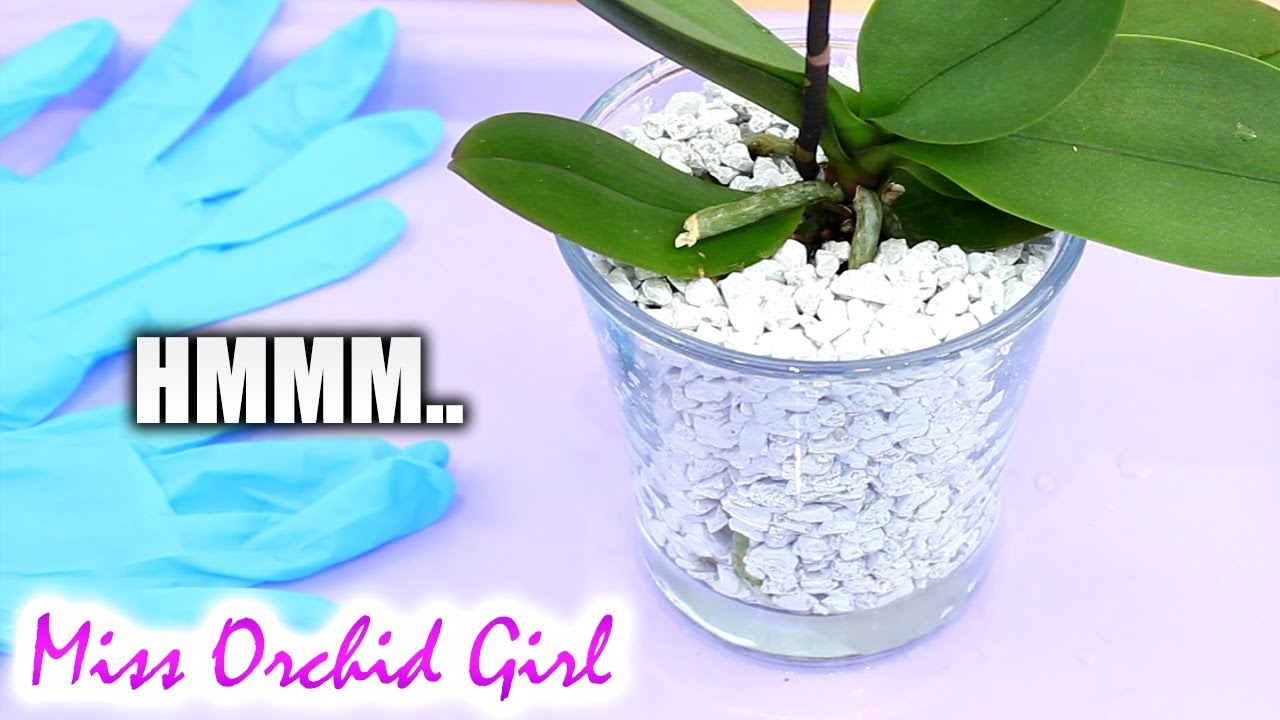 Trying out Colomi minerals Orchid setup - No fertilizer needed??