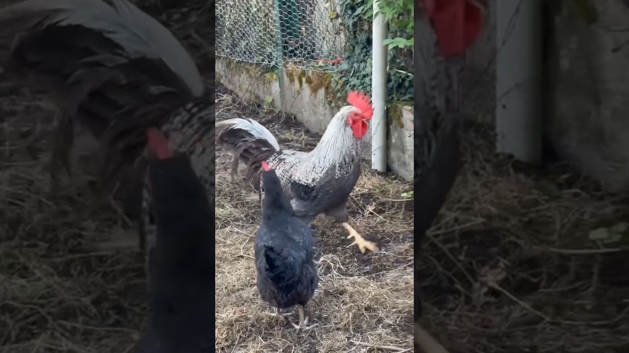 🐣 "Behind the Scenes: How a Chick Makes Its Debut!" 