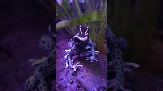 Beautiful Dart Frogs!